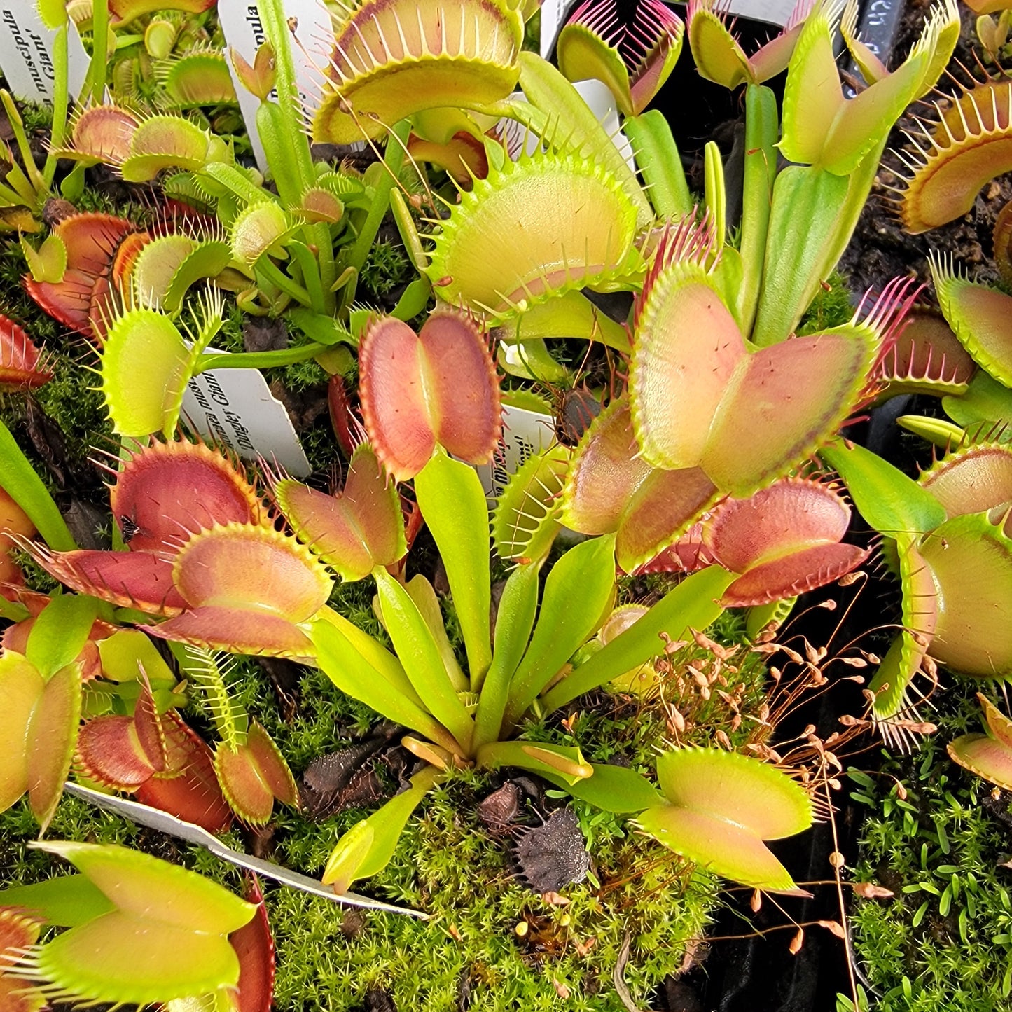 Venus flytrap (Dionaea muscipula) 'Big Mouth' x 'B52'