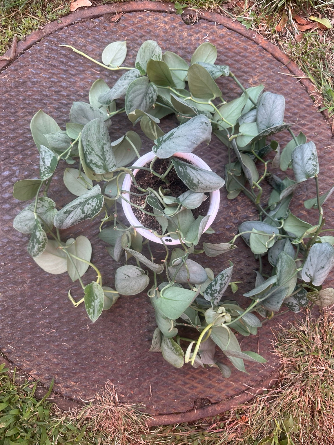 Scindapsus Sooo Silver in 4.5 inch hanging basket
