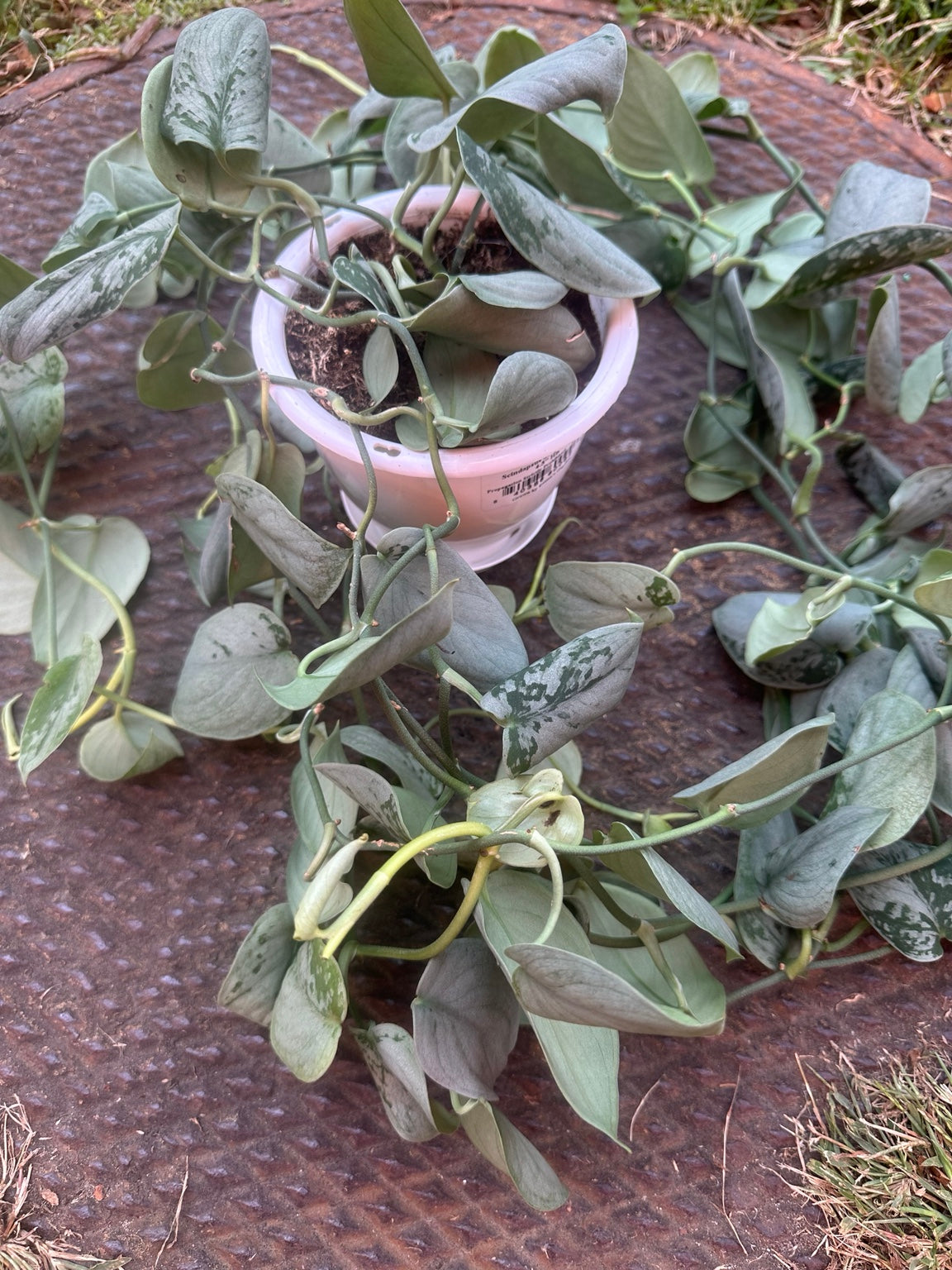 Scindapsus Sooo Silver in 4.5 inch hanging basket
