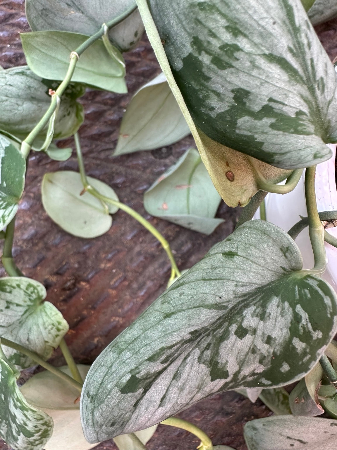 Scindapsus Sooo Silver silver foliage detail