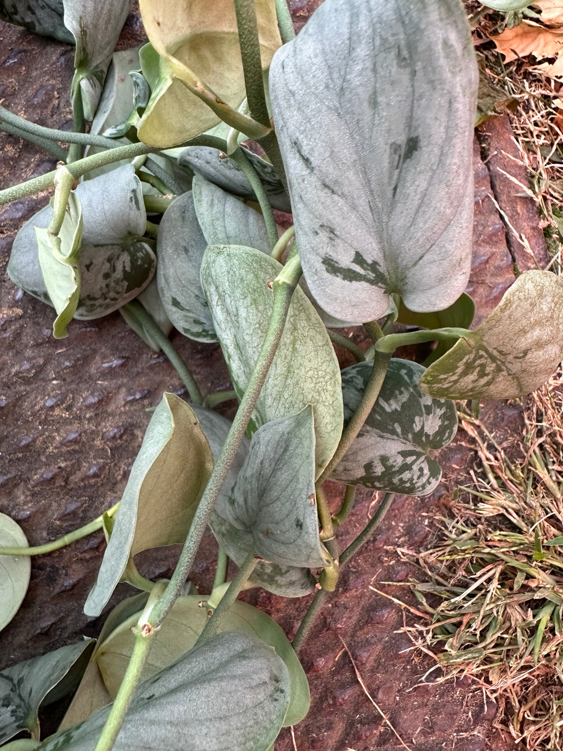 Scindapsus Sooo Silver trailing foliage
