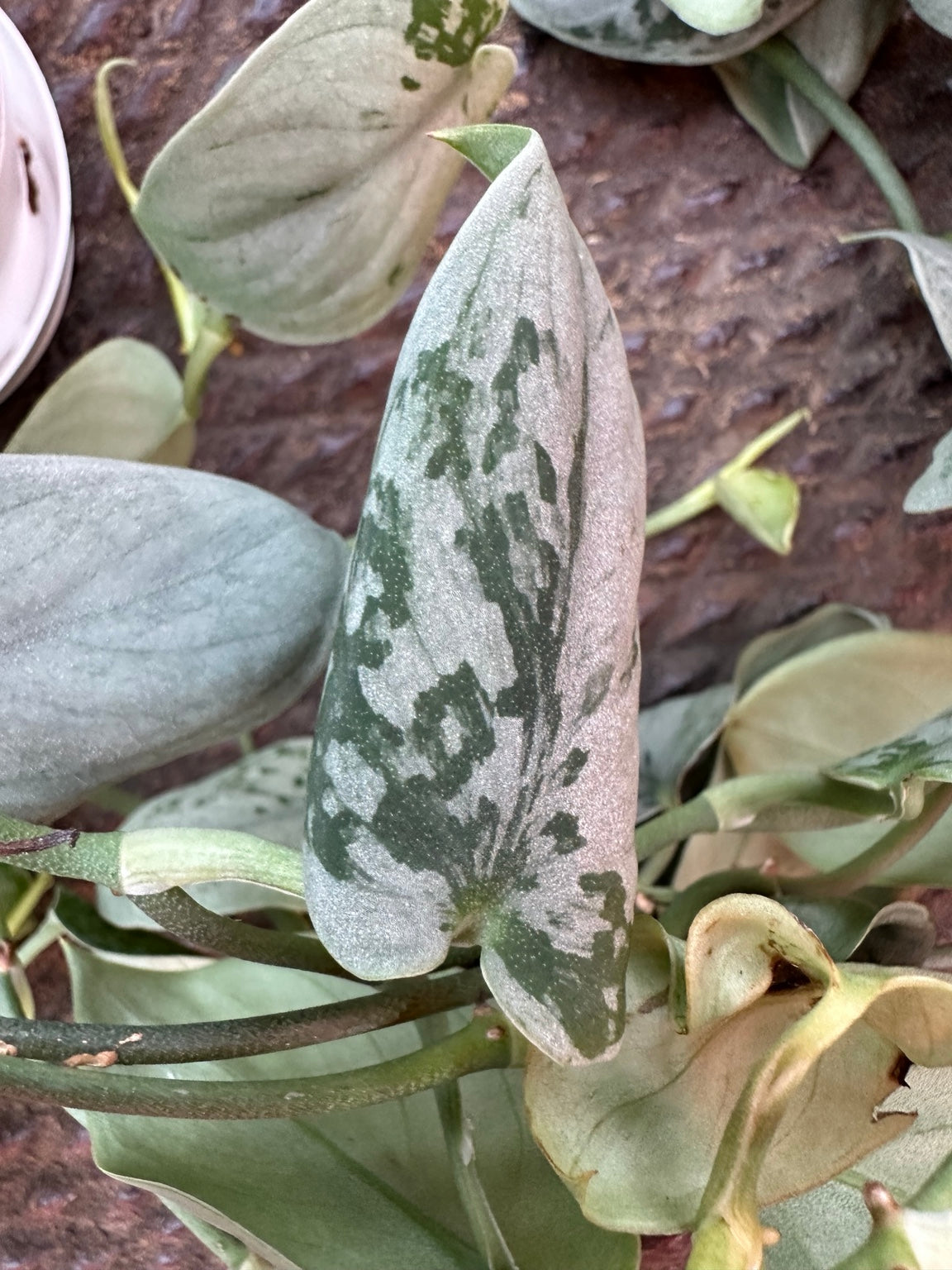 Scindapsus Sooo Silver silver leaf closeup