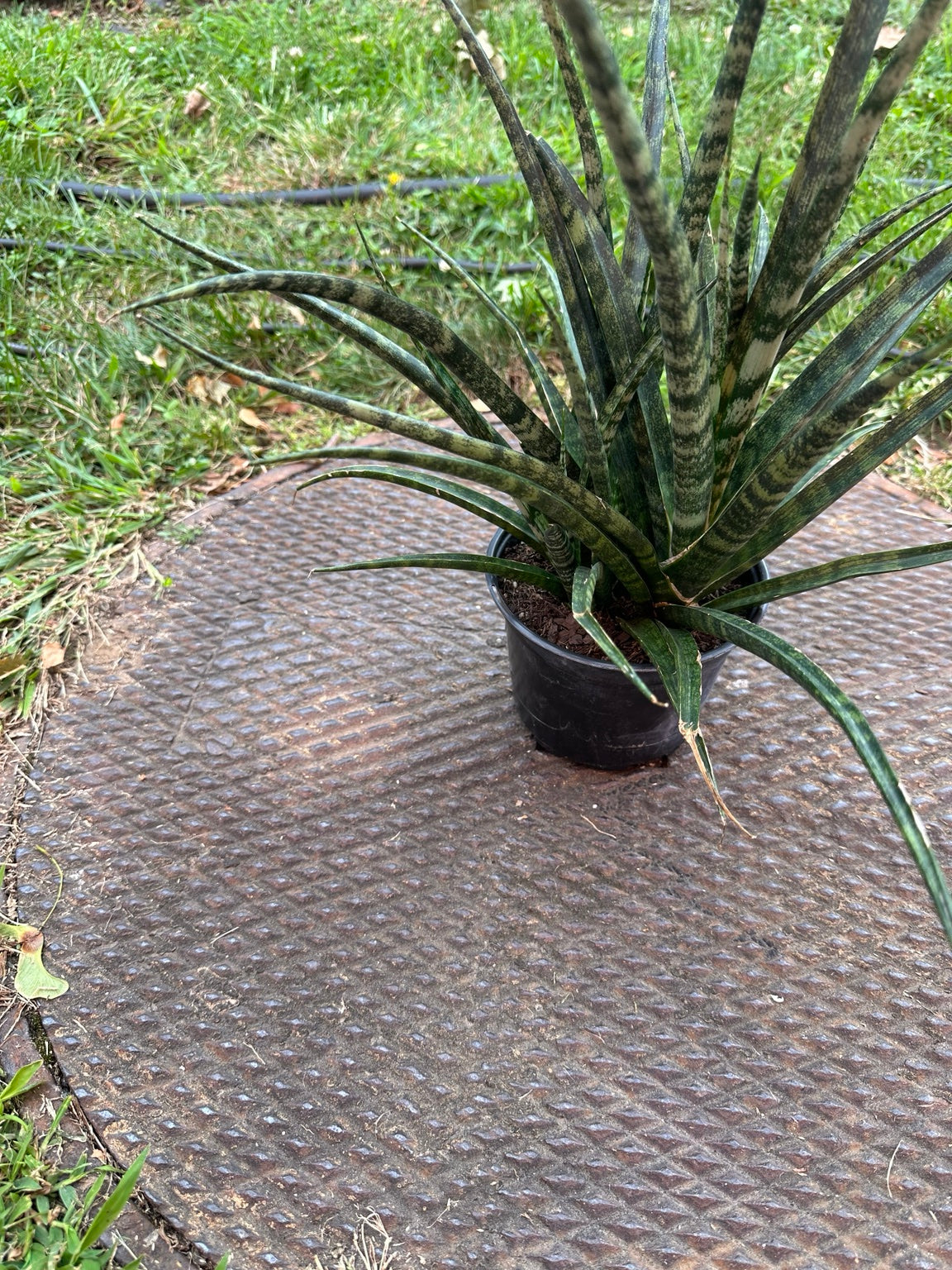 Snake Plant Fernwood 4-inch pot foliage detail showing dark and light green banding