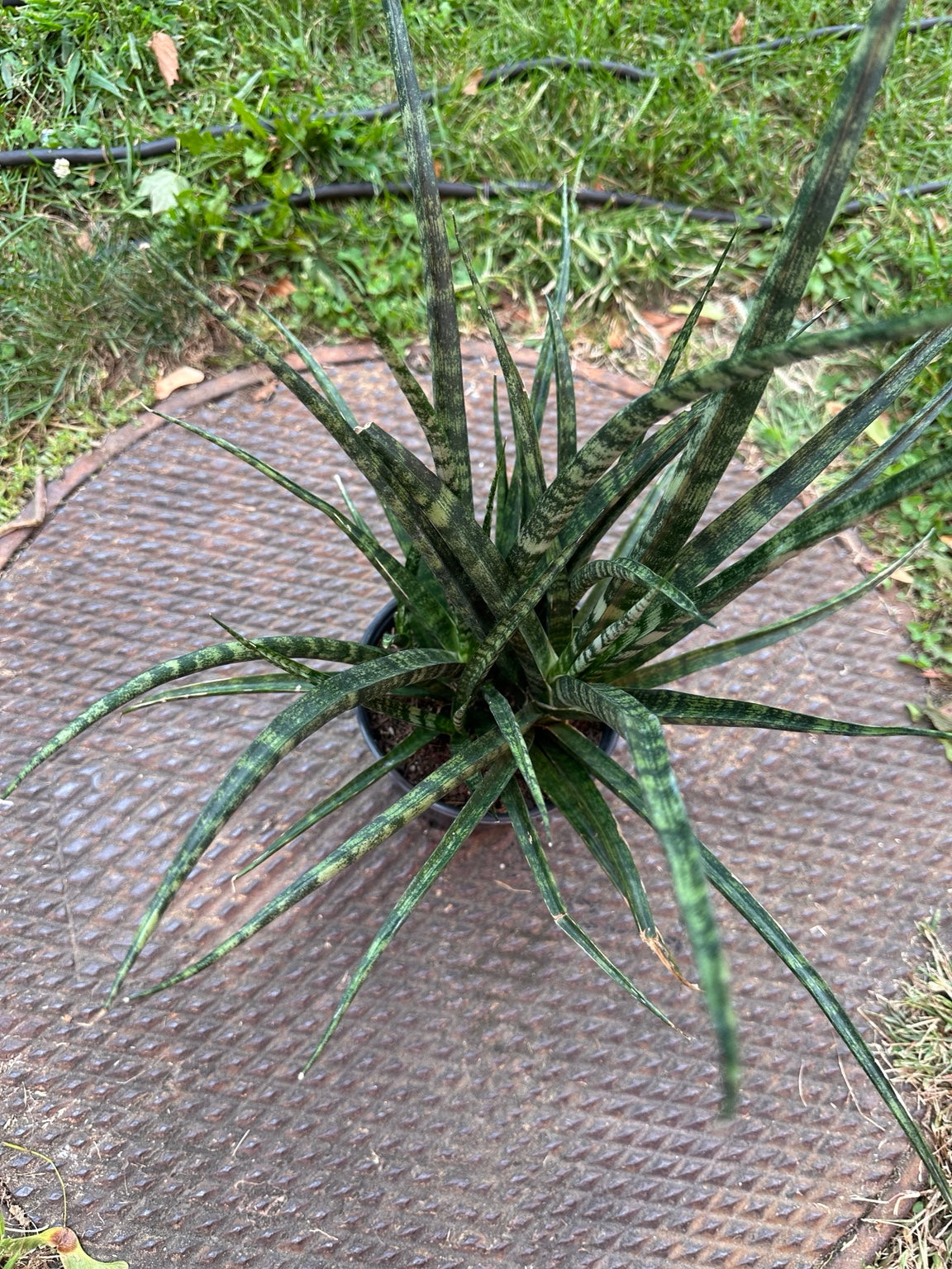 Snake Plant Fernwood 4-inch pot full plant with narrow banded green leaves