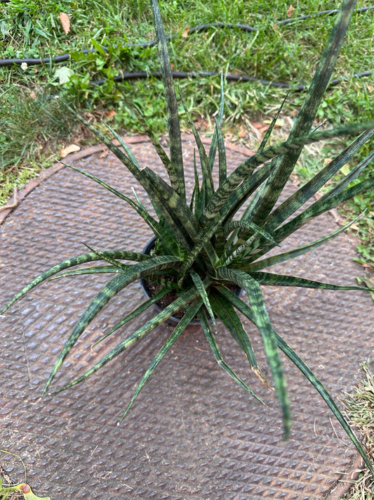 Snake Plant Fernwood 4-inch pot full plant with narrow banded green leaves