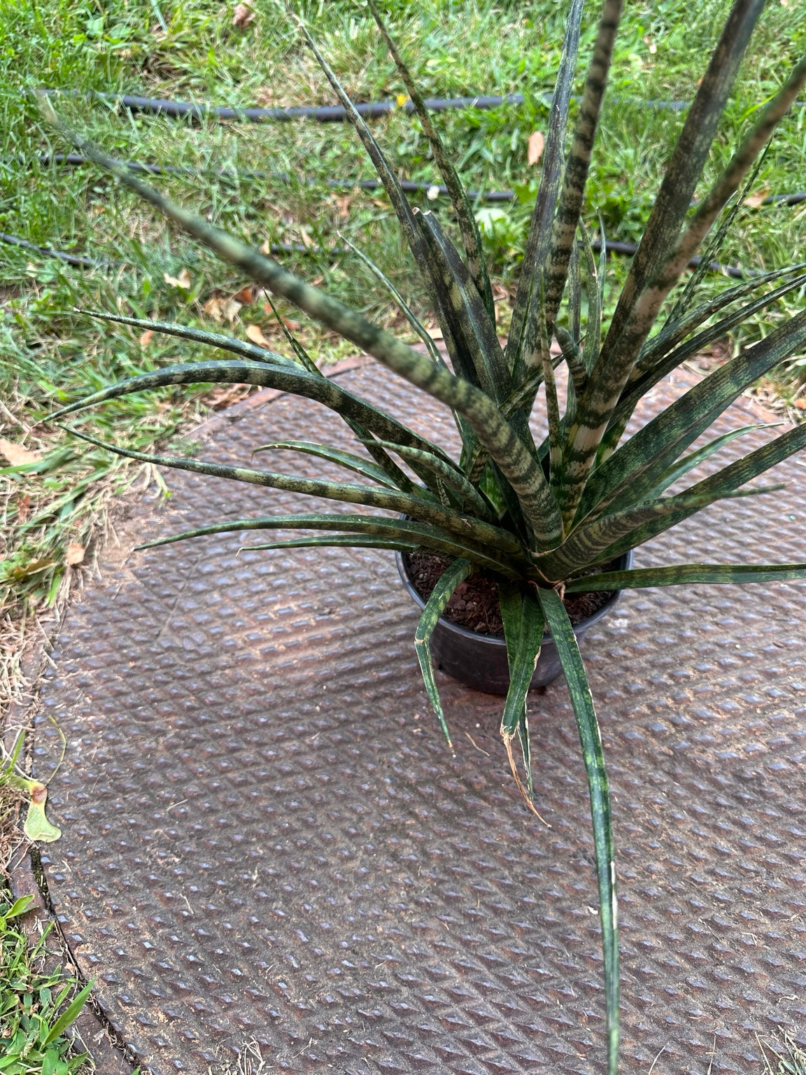 Snake Plant Fernwood compact clump with arching narrow leaves