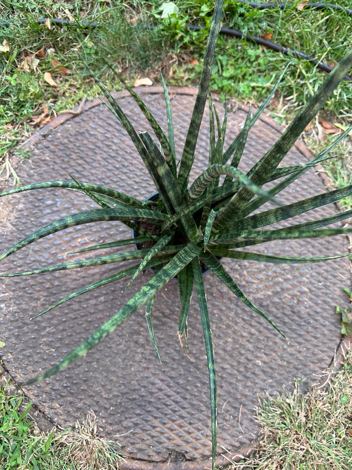 Snake Plant Fernwood top view showing dense narrow banded foliage