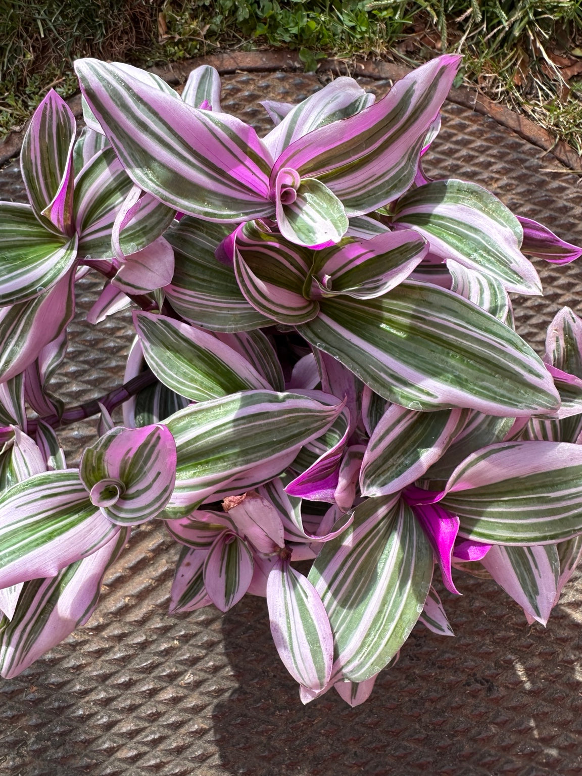 Tradescantia Bubblegum pink green and cream striped foliage close-up