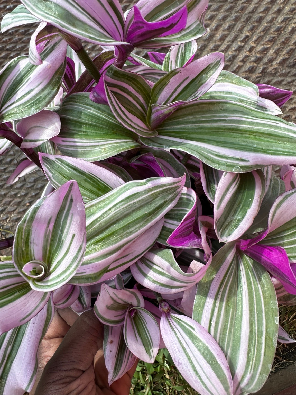 Tradescantia Bubblegum variegated foliage detail