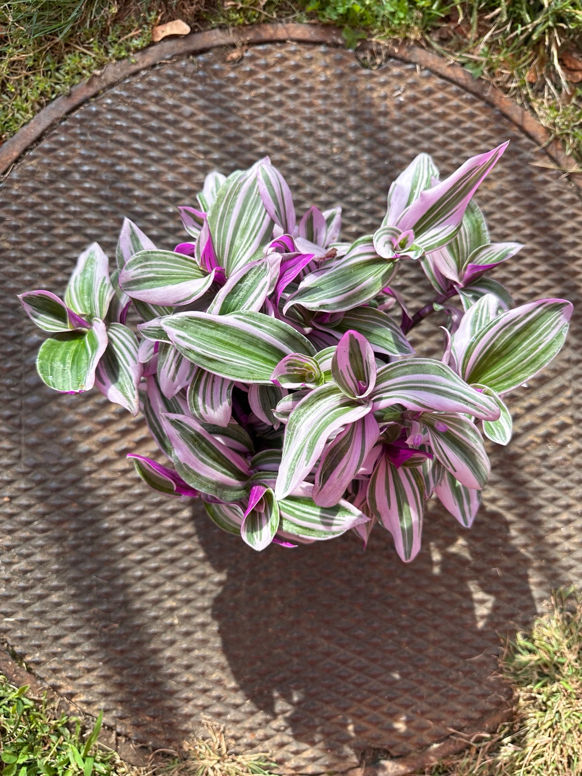Tradescantia Bubblegum 6-inch hanging basket full plant