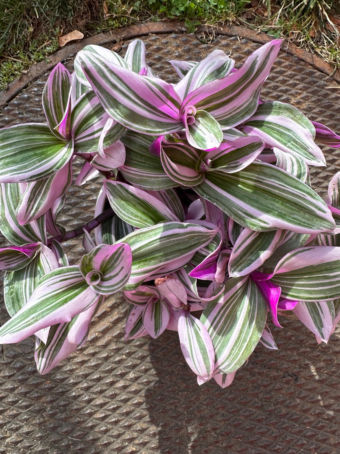 Tradescantia Bubblegum 6-inch hanging basket top view