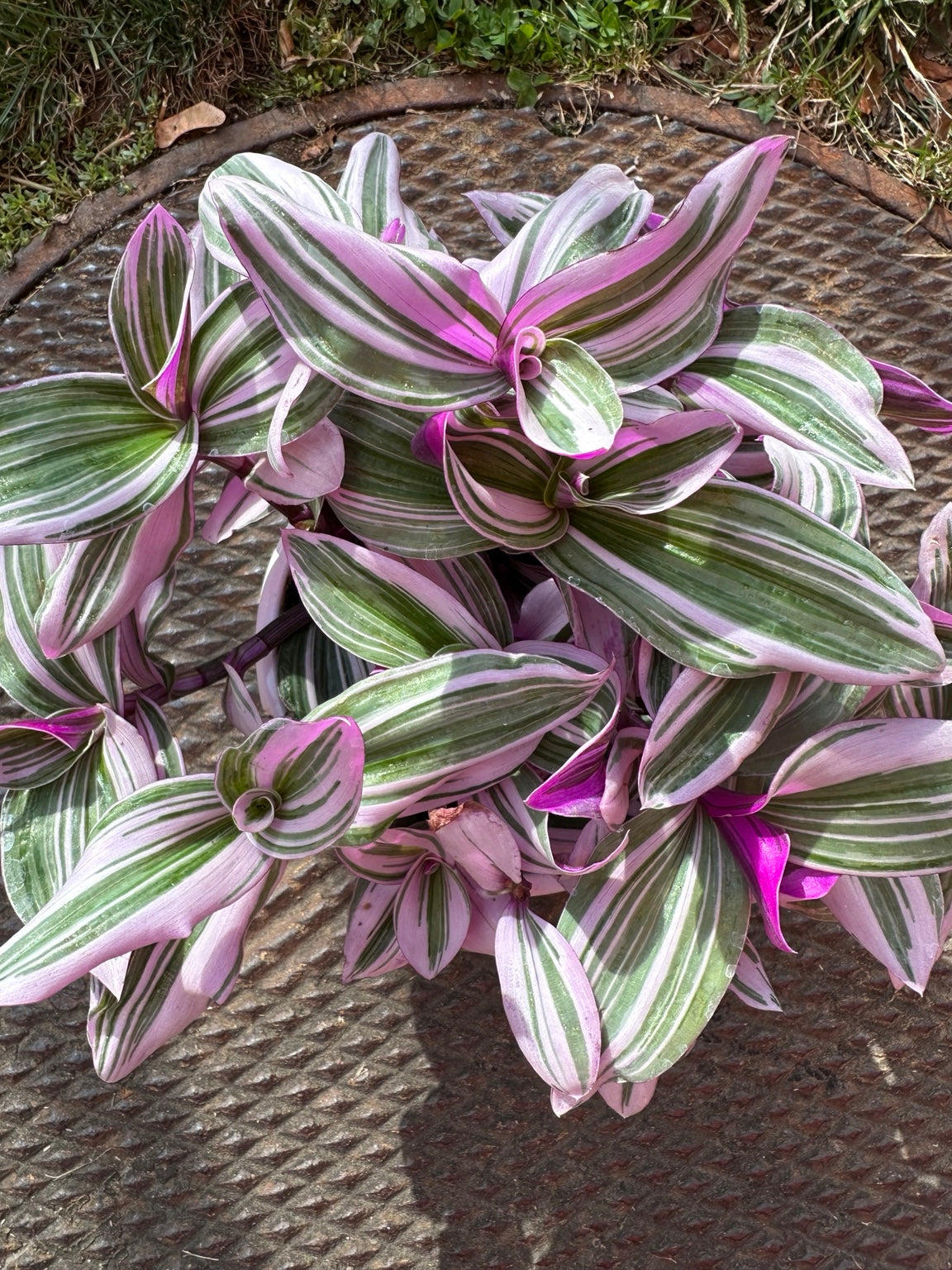 Tradescantia Bubblegum dense pink and green foliage top view