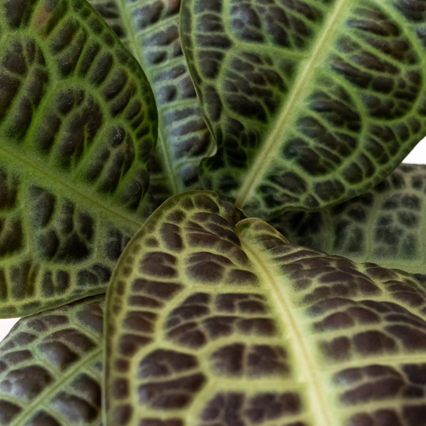 Tropical Tapestry® KuraKura™