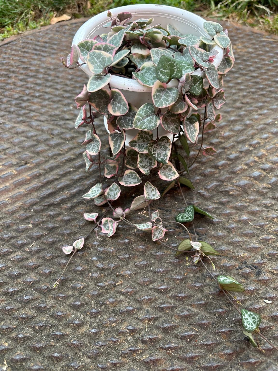 Variegated String of Hearts 4.5-inch hanging basket with pink cream green heart-shaped foliage and trailing vines
