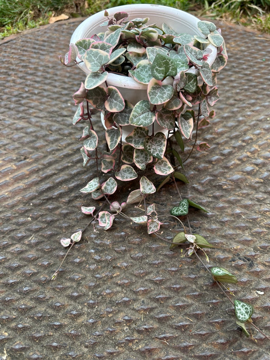 Variegated String of Hearts 4.5-inch hanging basket with pink cream green heart-shaped foliage and trailing vines