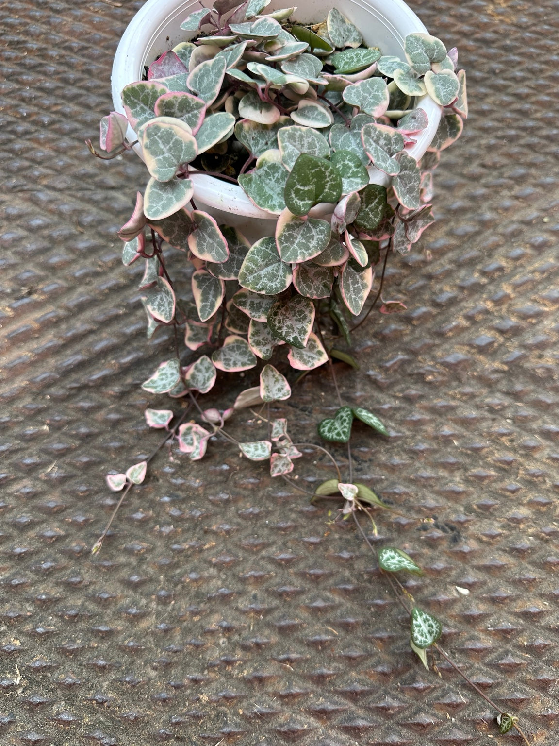Variegated String of Hearts trailing vines and variegated heart-shaped foliage