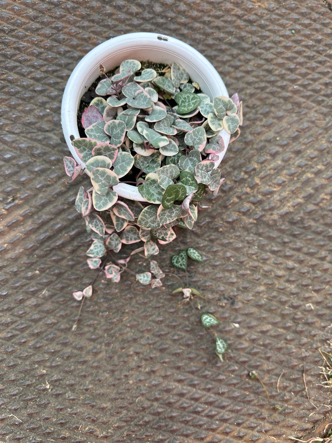 Variegated String of Hearts 4.5-inch hanging basket top view with dense pink cream and green foliage